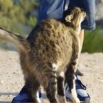 El Lenguaje de los Gatitos: ¿Por Qué un Gato se Frota Contra Ti?