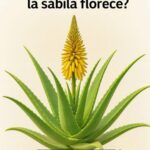 El Significado de la Floración de la Sábila: Propiedades y Beneficios
