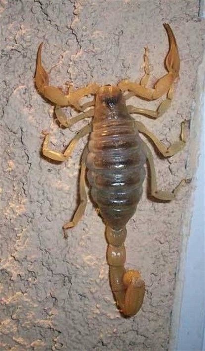 Escorpión en la pared