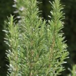 Los Múltiples Beneficios del Romero: Una Planta Esencial para la Cocina y la Salud