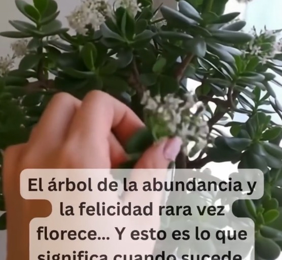 Árbol de Jade