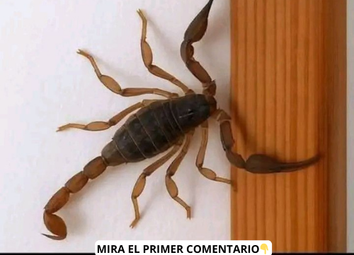 Escorpión sobre una superficie