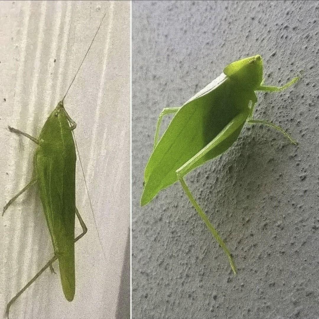 Katydid camuflándose como hoja verde
