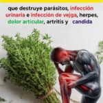 Beneficios del Limón con Aceite de Oliva: Un Remedio Natural Poderoso