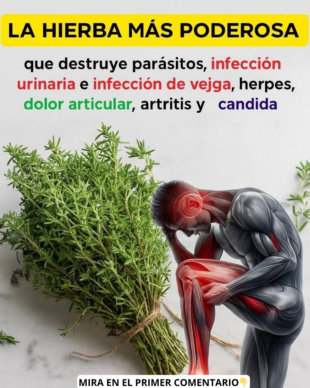 Hierbas medicinales y figura humana señalando áreas de dolor