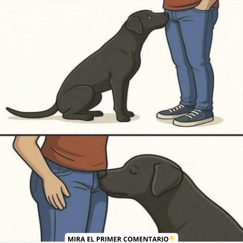 Perro olfateando