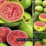 Las Increíbles Propiedades Medicinales de la Guayaba: Un Superalimento Natural