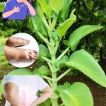 Kalanchoe: El Tesoro Natural de la Salud y Bienestar