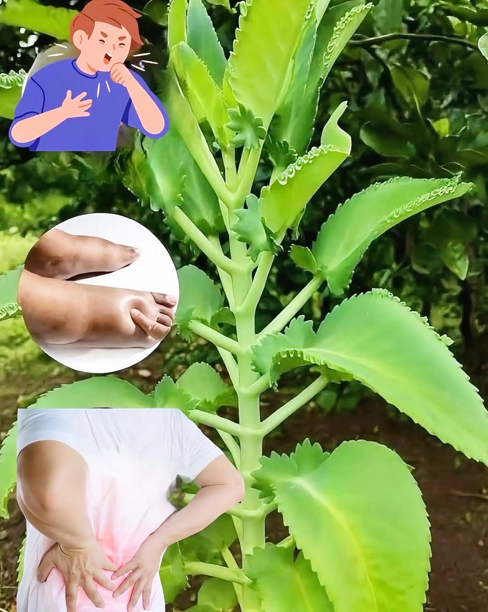 Kalanchoe planta medicinal