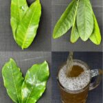 Descubre las Poderosas Hojas que Pueden Mejorar tu Salud de Manera Natural