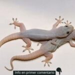 Las Consecuencias Inesperadas de Dormir con los Reptiles: Salud y Biología