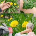 Los Poderosos Beneficios del Diente de León en Remedios Naturales