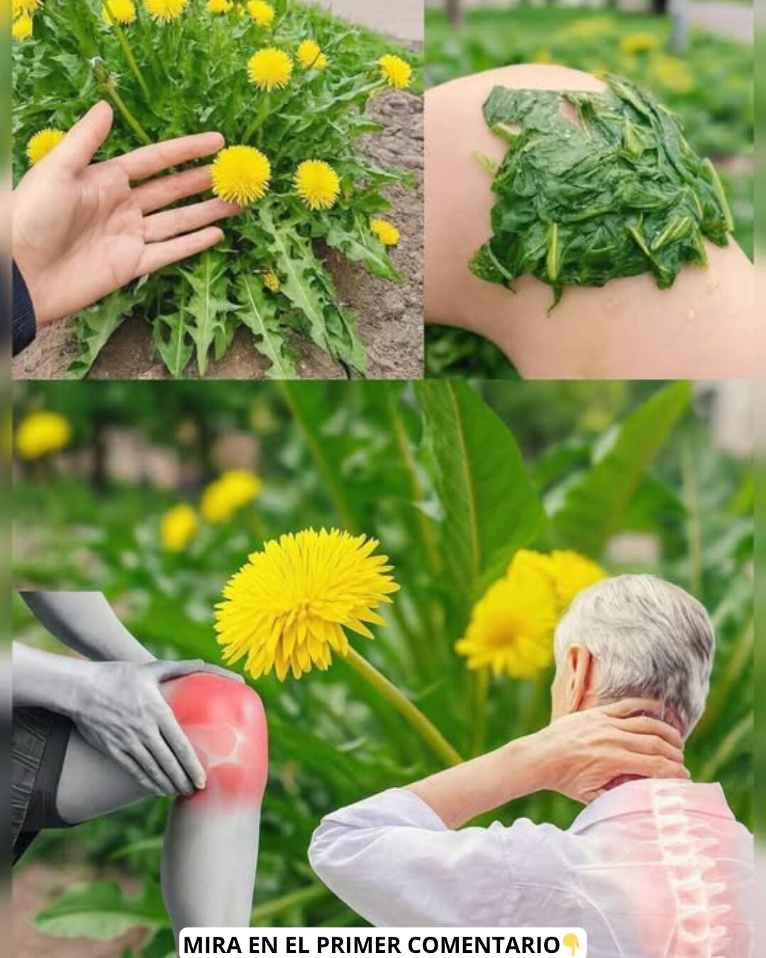 Diente de león