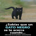 ¿Qué Significa Realmente Cuando un Gato Negro Se Te Acerca?