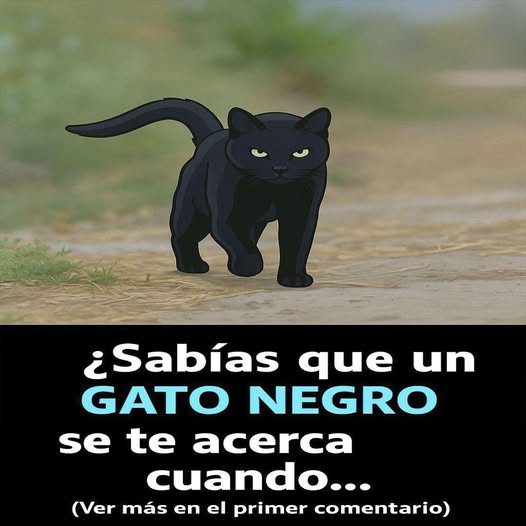 Gato Negro Caminando