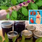 El Poder Oculto de una Planta Común: Beneficios y Recetas Naturales
