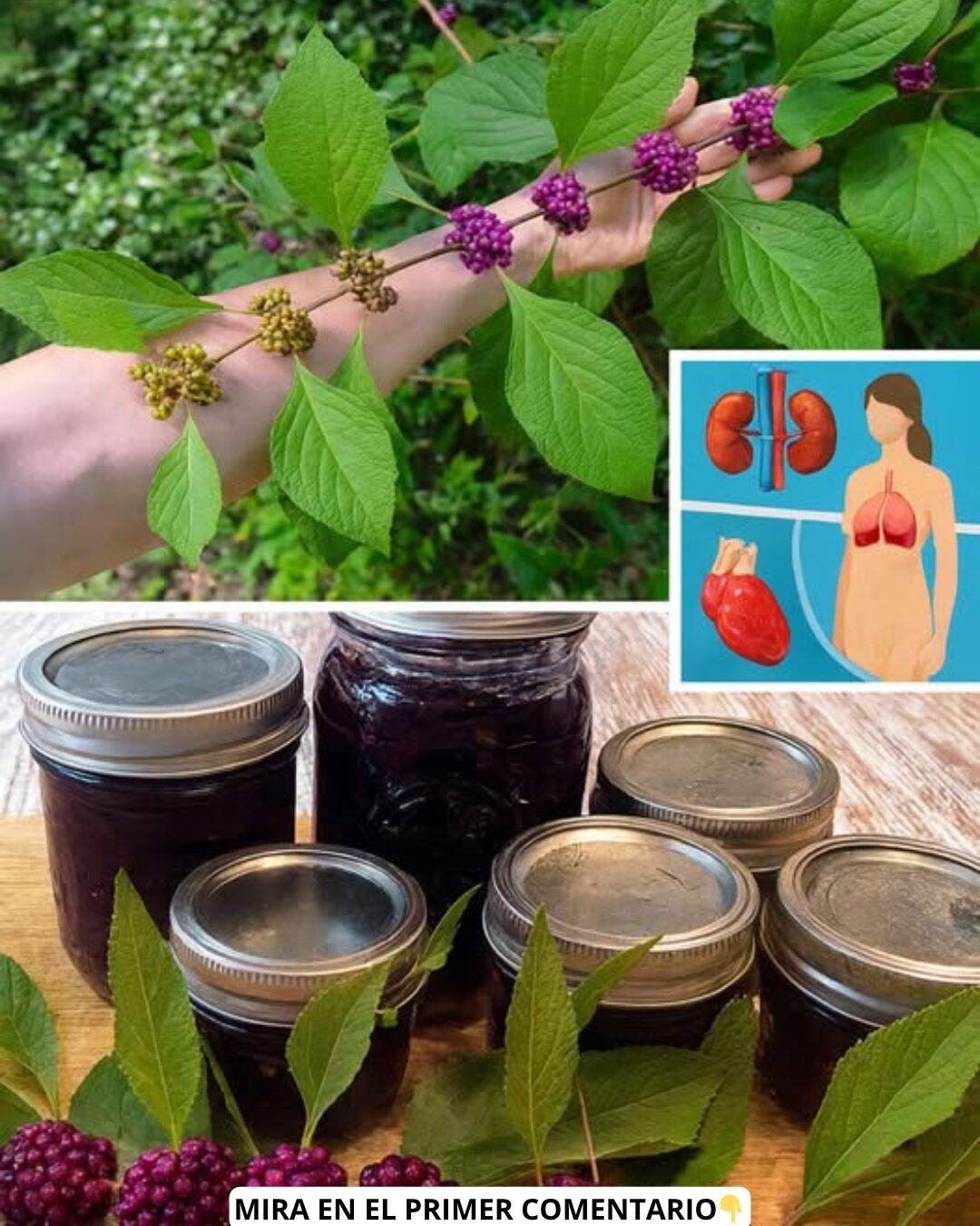 Planta medicinal con bayas moradas