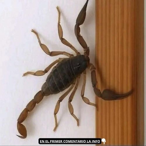 Alacrán en la pared