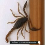 Los Escorpiones: Misterios y Mitos sobre su Visita