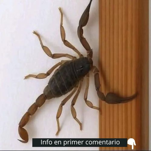 Escorpión sobre una superficie de madera