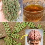 Gobernadora o Rompe Piedras: La Planta Salvaje y Sus Beneficios para la Salud