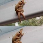 La Lagartija en Tu Hogar: Un Mensaje Natural que No Debes Ignorar