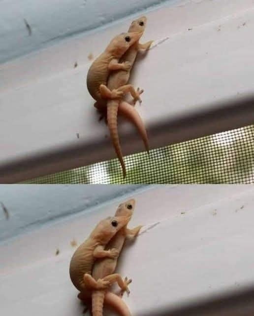 Lagartijas en el marco de una ventana