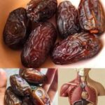 Los Poderosos Dátiles: La Fruta Nocturna que Transforma tu Salud Digestiva