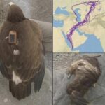 Aves Majestuosas: Aprendiendo de la Migración del Águila con Remedios Naturales