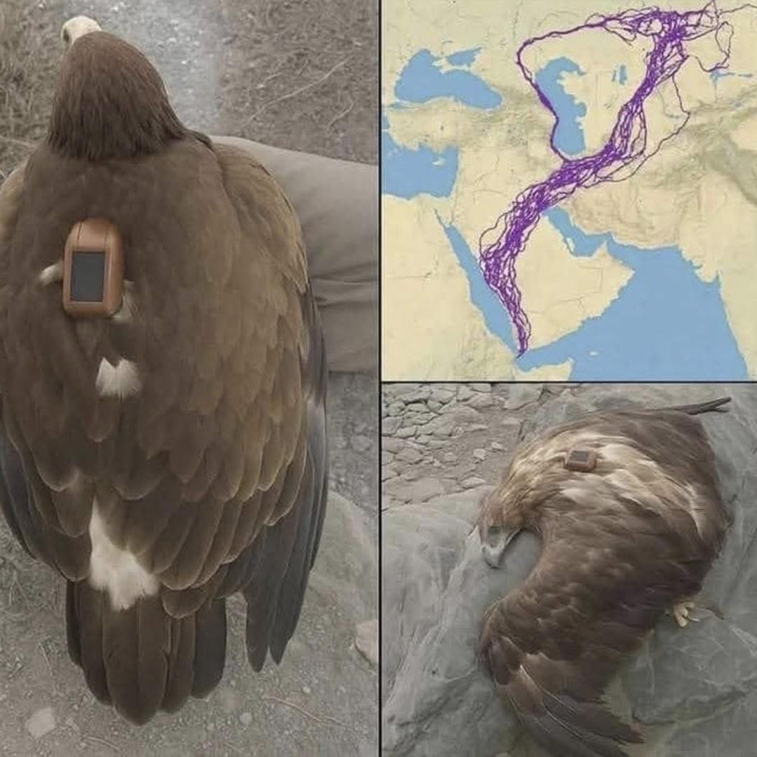 Águila con Dispositivo GPS
