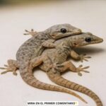 El Significado Esotérico del Gecko: ¿Qué Hacer Cuando Uno Entra a Tu Hogar?