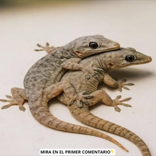 Gecko en el hogar