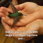 El Mensaje del Colibrí: Significado Espiritual y Su Importancia en Nuestros Hogares