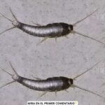 La Verdad Sobre los Insectos en Tu Hogar: ¿Deberías T tenerles Miedo?