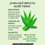 Aloe Vera: El Remedio Natural con Grandes Beneficios para la Salud