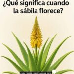 La Sábila Florece: Significado y Beneficios