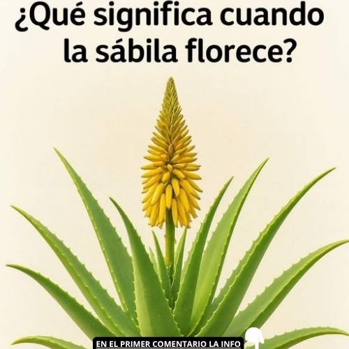 Planta de Sábila en Florecimiento