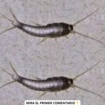 ¿Pececillos de Plata en Casa? Consejos para Mantenerlos Fuera de Tu Hogar