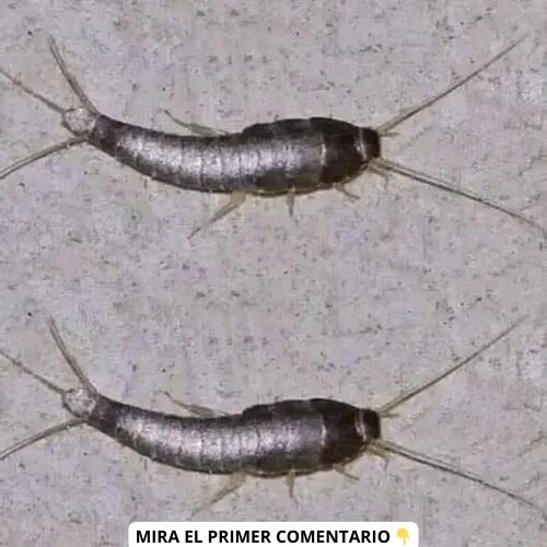 Pececillos de plata