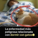 La Enfermedad Más Grave Que Puedes Contraer al Dormir con Gatos