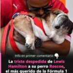 La tristeza de perder una mascota: Remedios naturales para sanar el alma