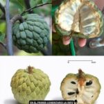 El Anón o Chirimoya: Un Tesoro Nutricional que No Sabías que Tenías