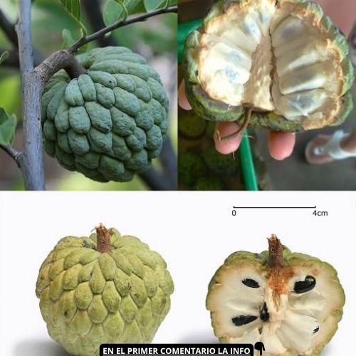 Chirimoya, el tesoro tropical