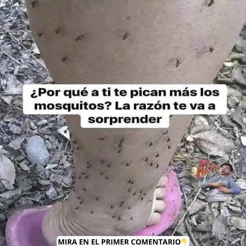 Mosquitos sobre la piel