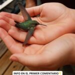 El Significado Espiritual de los Colibríes: Un Mensaje de la Naturaleza