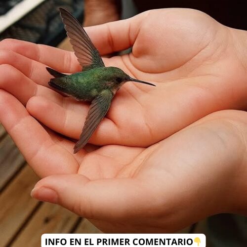Persona sosteniendo un colibrí con delicadeza