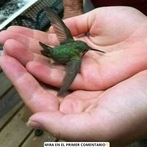 Persona sosteniendo un colibrí