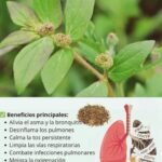 El Oro Verde de tu Jardín: Beneficios Sorprendentes de Esta Planta para la Salud Respiratoria