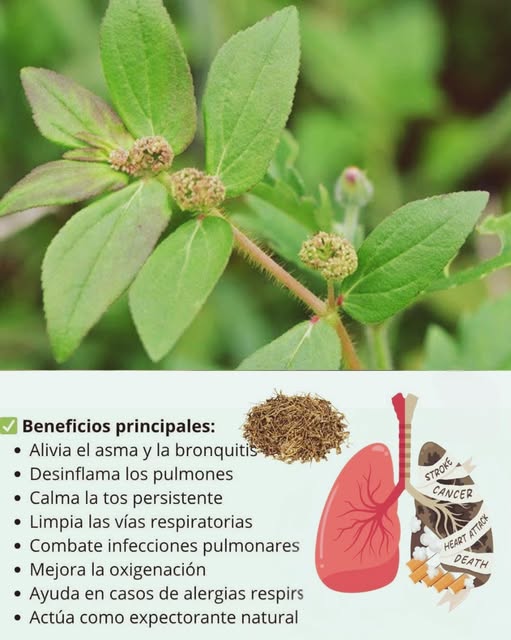 Beneficios de la planta para la salud respiratoria