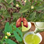 Guaco: El Oro Verde de Tu Jardín y Cómo Preparar un Té Saludable